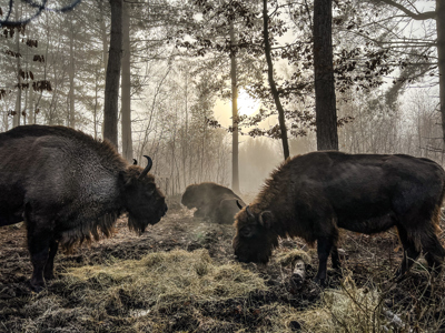 Bison In The Mist 2 Dec2022 (Donovan Wright)