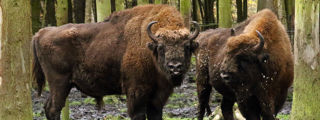 Bison3 2500X1500