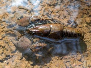 2023.09.29 Crayfish2