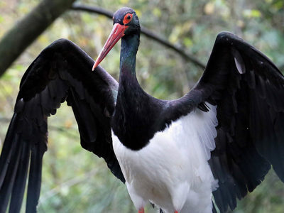 Blackstork2 2500X1500