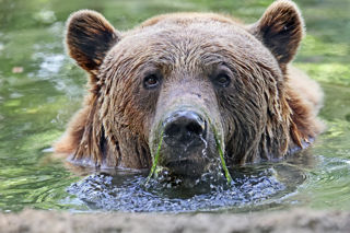Bear Algae