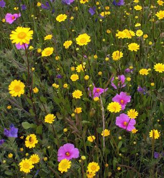 Ukhab Flowers Closeup