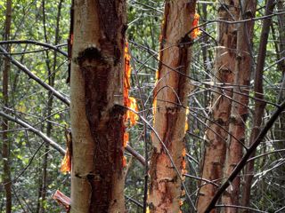 Silver Birch Aug2022 (Donovan Wright)