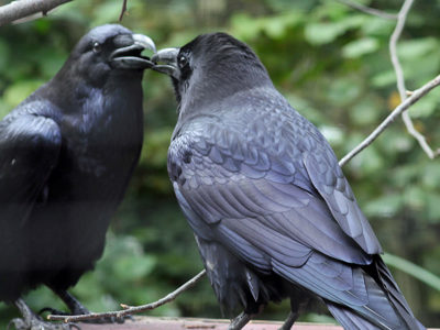 Raven3 2500X1500