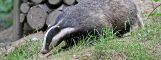 Badger2 2500X1500