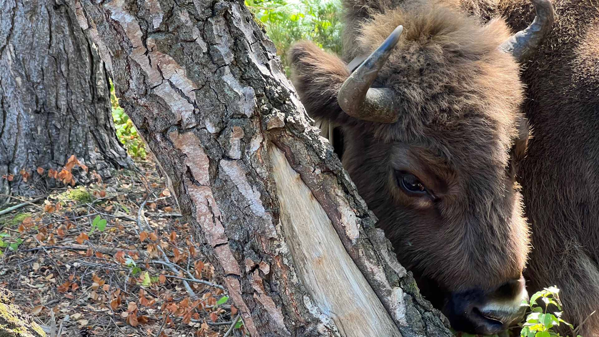 Bison Project Blean Bison project