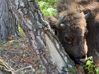 Bison Scratch 1 July2022 (Donovan Wright)