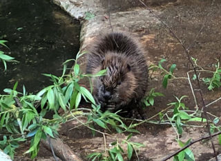 Beaver 1000 1200X1200