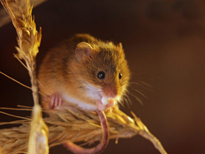 Harvest Mouse 1200X1200