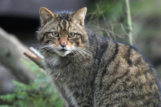 Wildcat Male2 Web