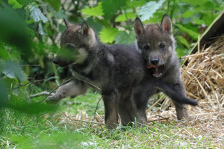 Wolf 1000 1200X1200