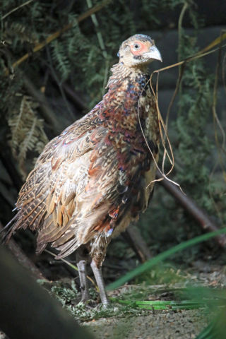 Blackneck Pheasant 1200X1200