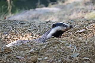 Badger Head