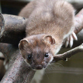 Stoat 1200X1200