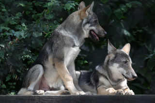Wolf 1200X1200 (1)