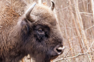 Bull Feb2023 (Donovan Wright)