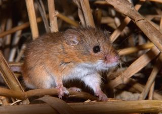 Harvest Mouse 2