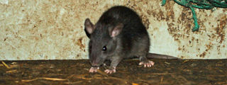 Blackrat3 2500X1500