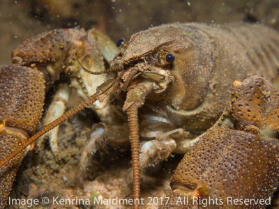 Vobster Crayfish 3