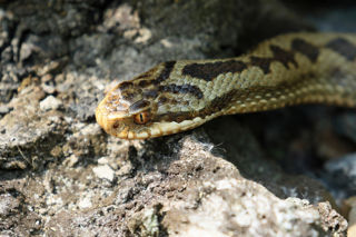 Adder1 2500X1500