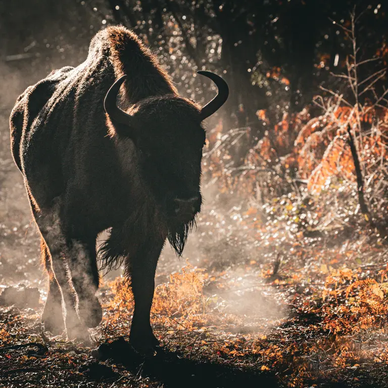 Bison Project Blean Bison project