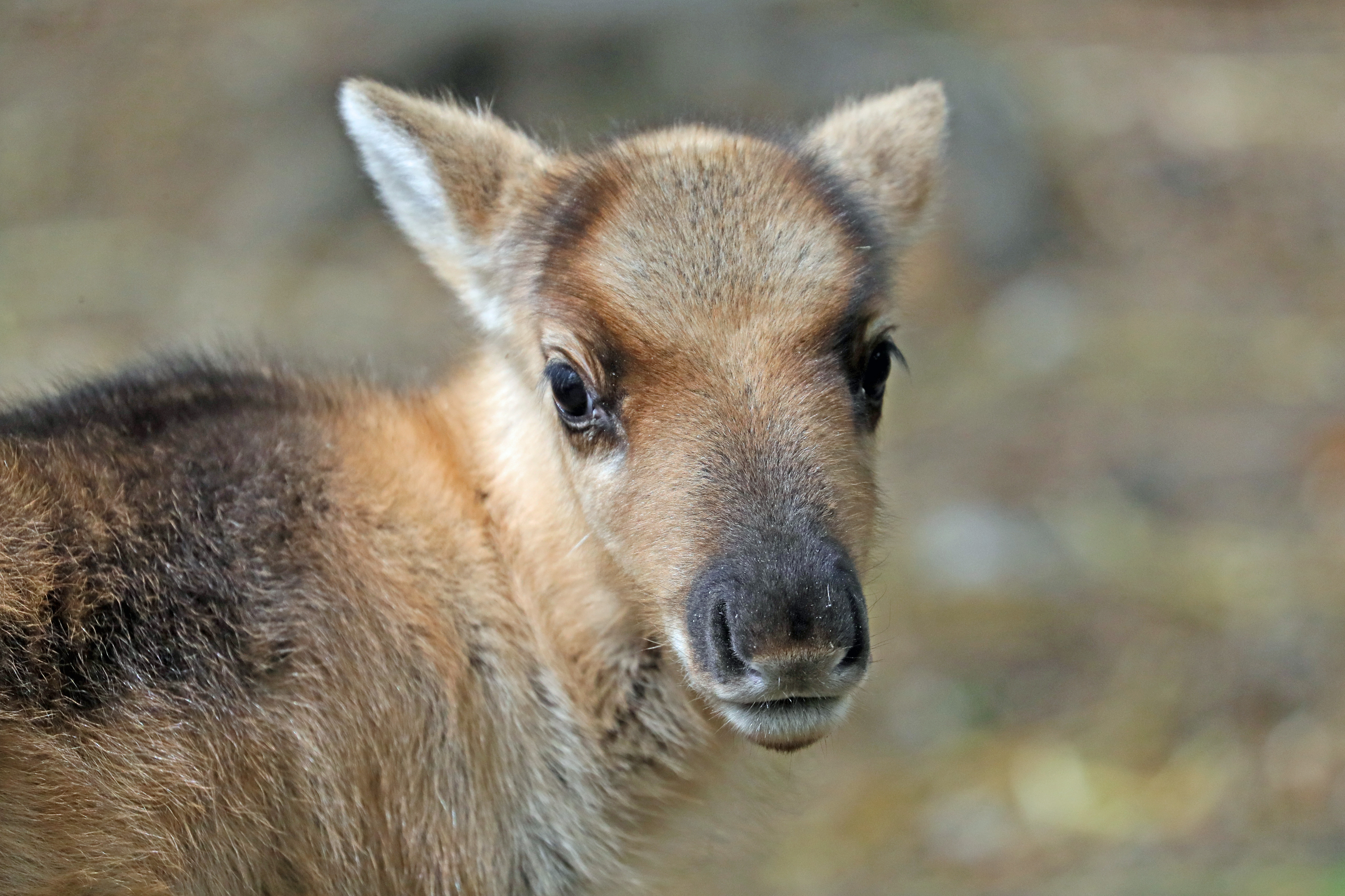 Reindeer Baby