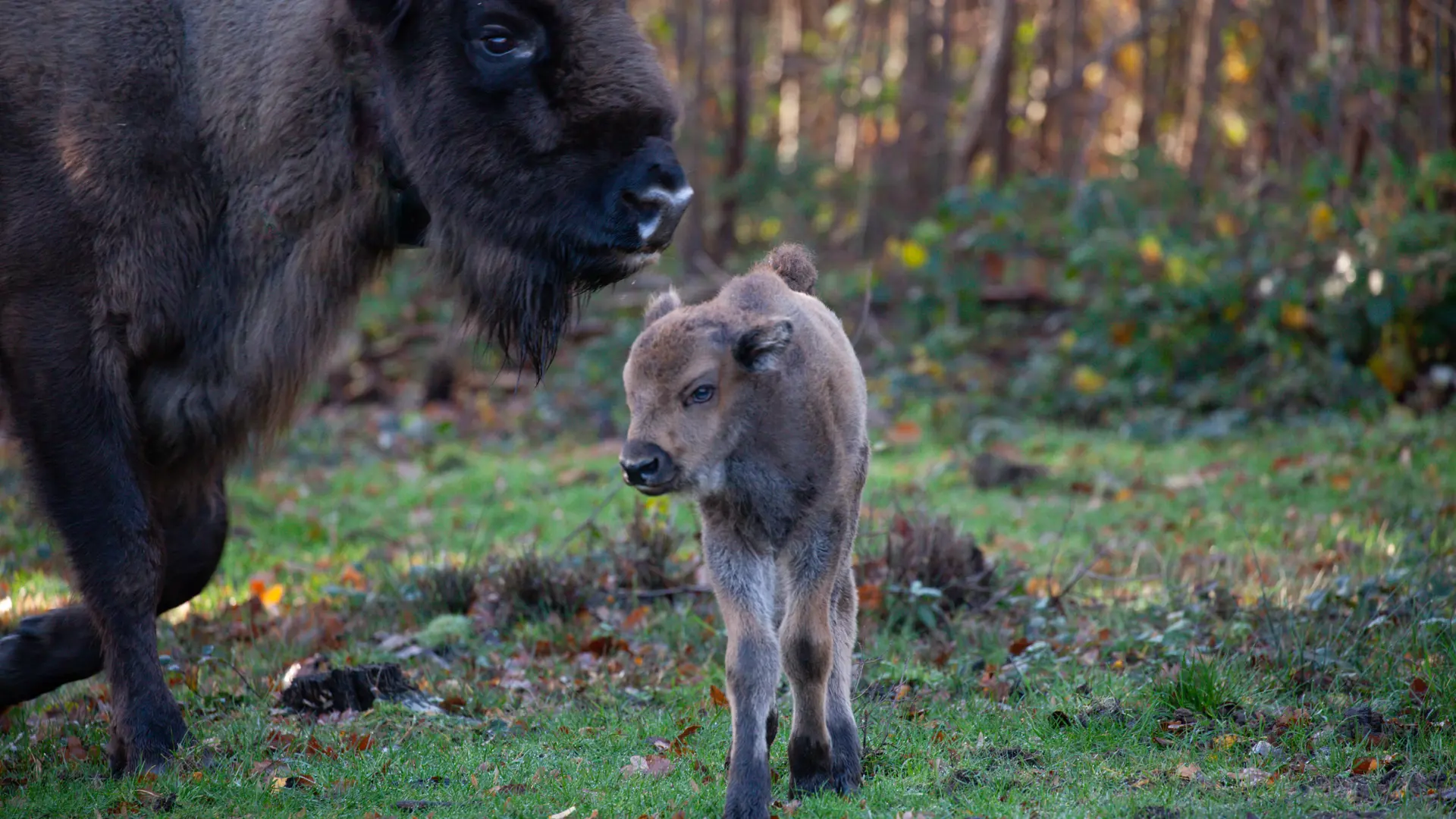 Bison Cal Bison blog