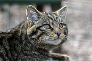 Wildcat1 1 1200X1200