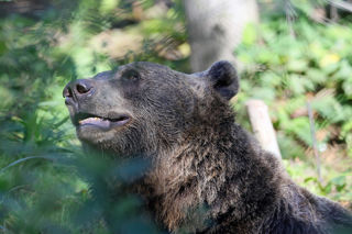 Bear 1200X1200