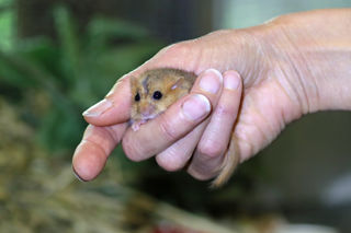 Dormouse Tiny