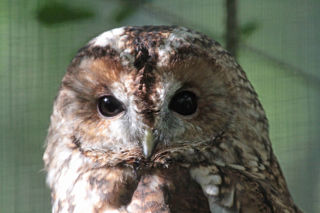 Tawnyowl1 2500X1500