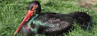 Blackstork3 2500X1500