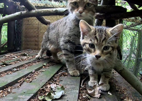 Kitten3