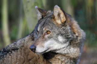 Wolf Profile (3)