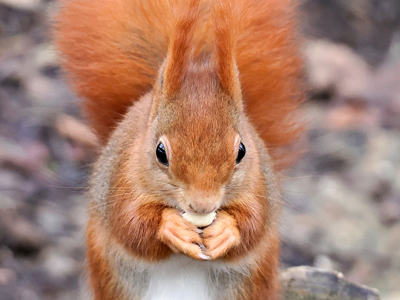 Squirrel