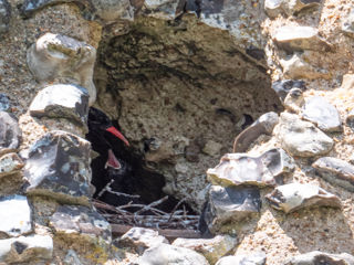 Dover Chough Chick Harding Lee Media 3