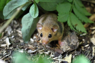 Hazeldormouse2 2500X1500