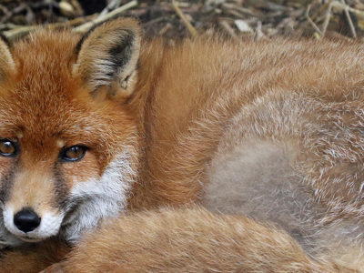 Redfox2 2500X1500