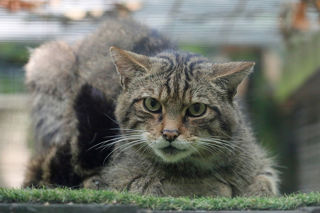 Wildcat Male Web