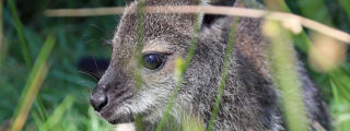 Wallaby1 2500X1500