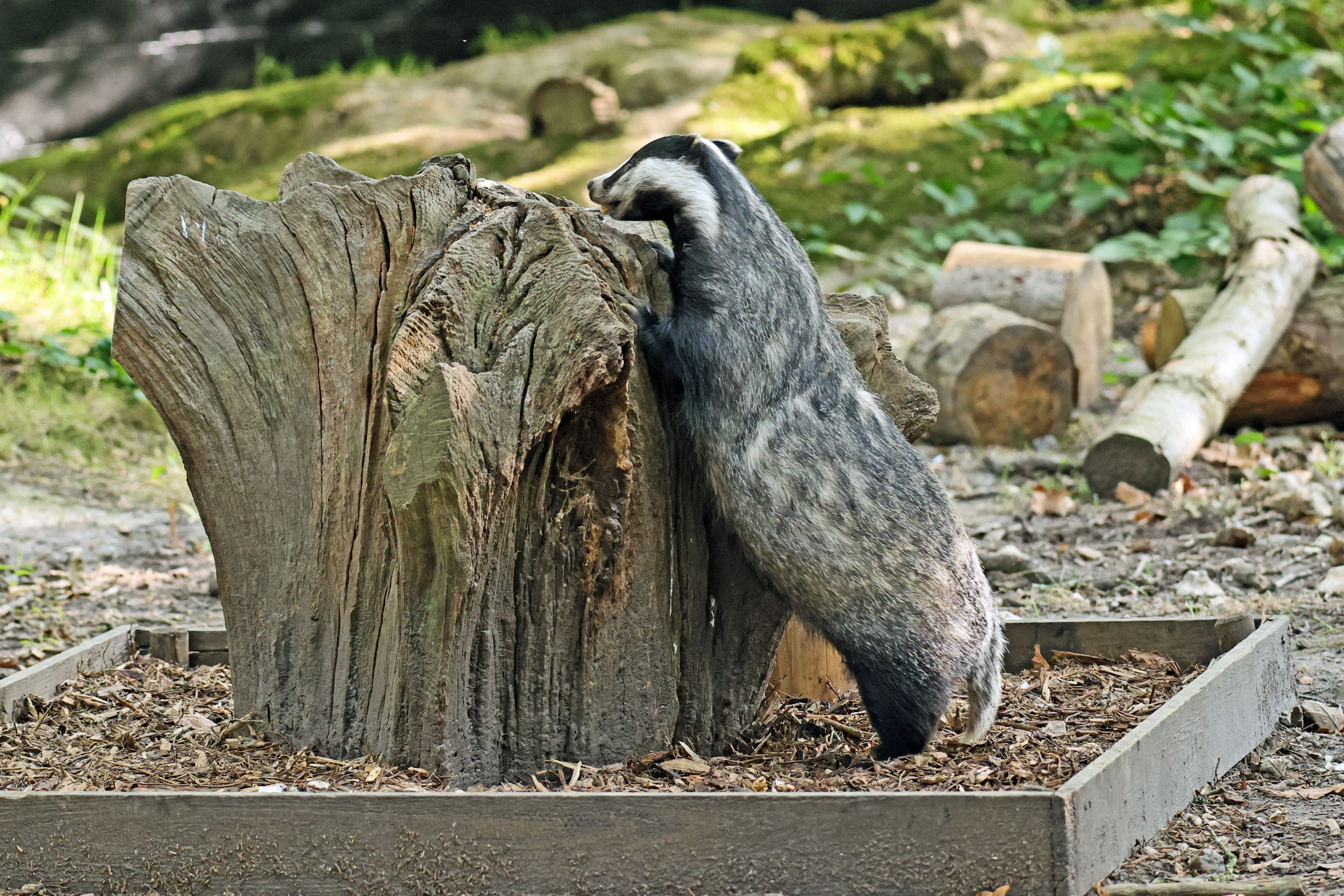 Badger Baby