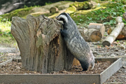 Badger Baby