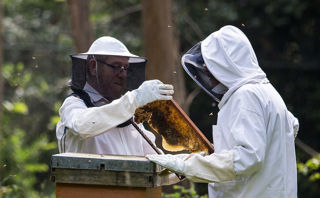 Beekeeping 1200X1200