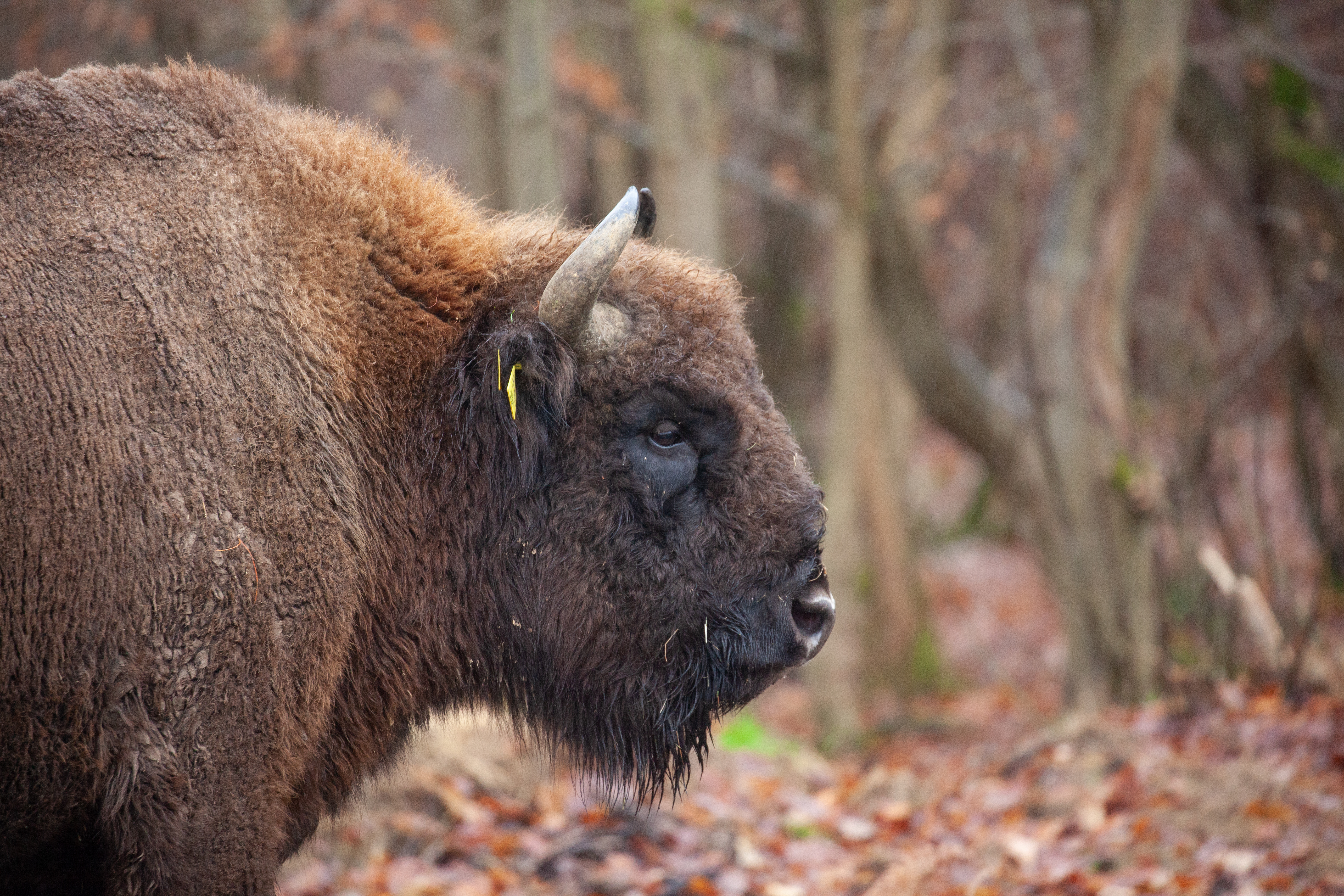 Bison Bull 16 Dec2022 (Donovan Wright)