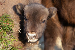 Bison Calf 6 Dec2022 (Donovan Wright)
