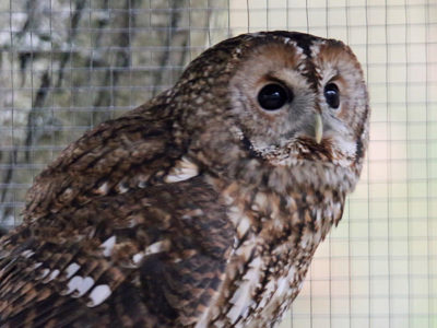 Tawnyowl3 2500X1500