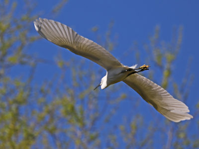 Egret2 2500X1500