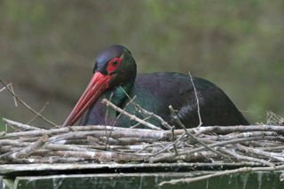 Black Stork 1