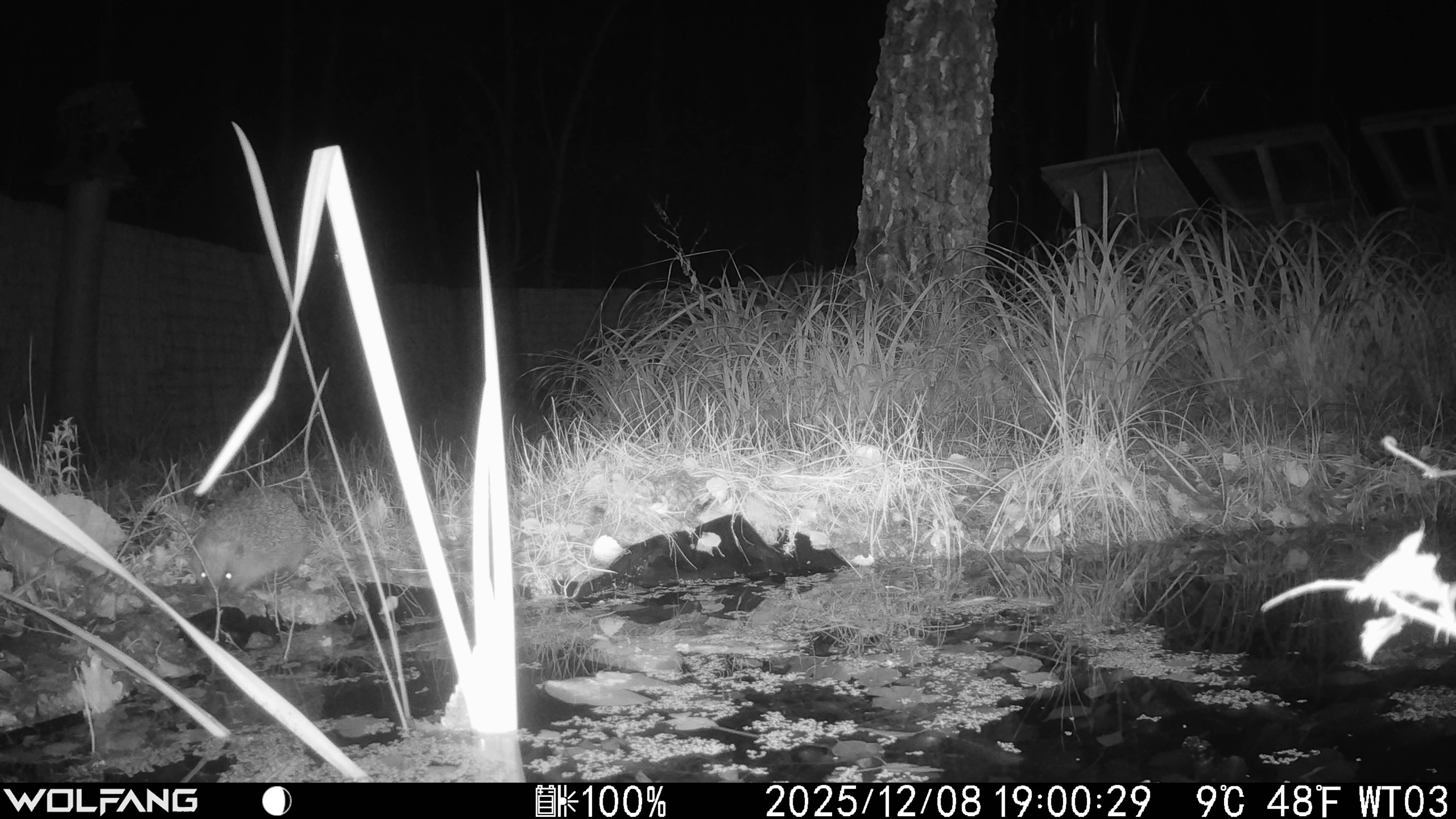 2026.01.06 Wildcam Hedgehog