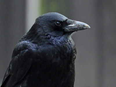 Rook2 2500X1500